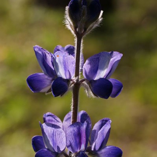 Lupinus varius